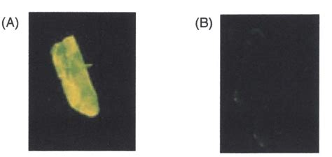 Figure 4 from Design of Functionalized Peptide Nucleic Acids and the ...