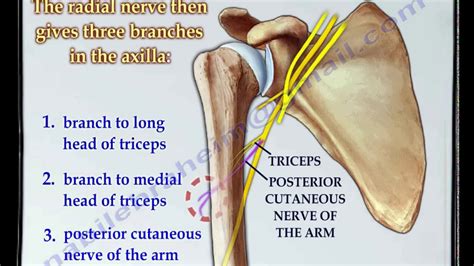 Shoulder Nerve Anatomy