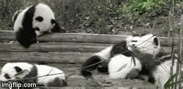 panda - Imgflip