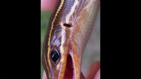 Georgia Blue Tailed Skink bite - YouTube