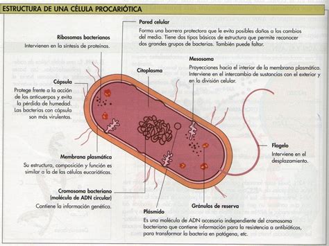 Celula Bacteriana Estrutura