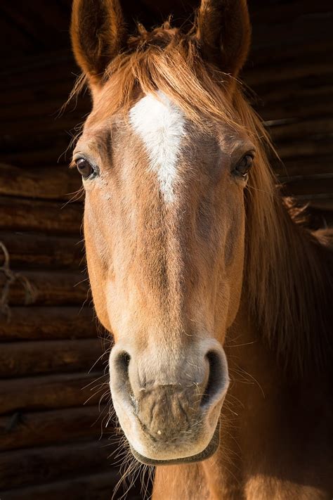 Royalty-Free photo: Close up photo of horse's head | PickPik