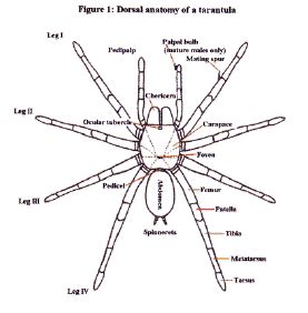 Anatomy | British Tarantula Society