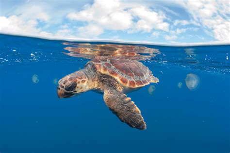 Atlantic Loggerheads: Why Isn’t the Best Understood Sea Turtle ...