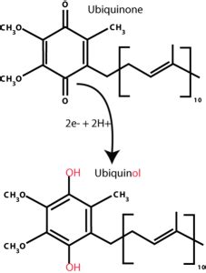 Difference Between Ubiquinone and Ubiquinol | Compare the Difference ...