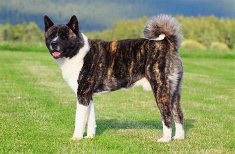 American Akita Dog | Breed Info | Characteristics | Traits