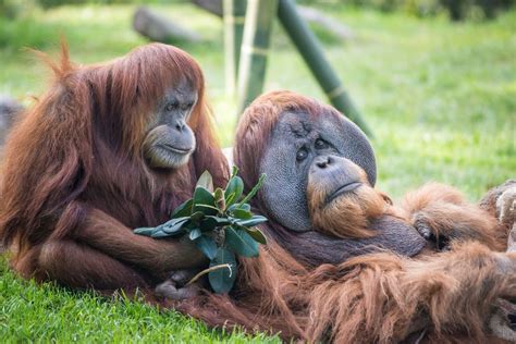 Orangutans and bonobos at US zoo get experimental COVID-19 vaccine ...