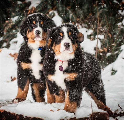 Are Bernese Mountain Dogs Easy To Train?