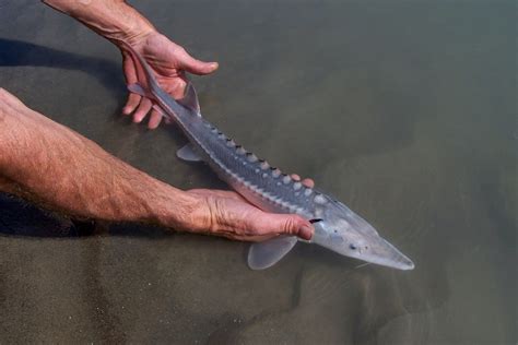 Saving Sturgeon | Hakai Magazine