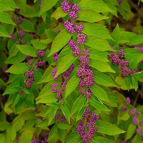 Purple beautyberry - FineGardening