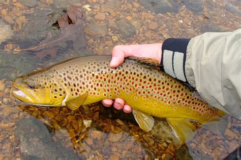 Brown Trout: The Anglers Guide to Salmo Trutta