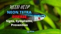 Neon Tetra Disease: Causes, Signs, Symptoms, Prevention And Treatment