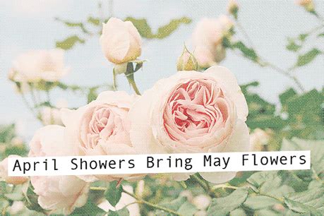 April Flowers Bring May Flowers GIFs - Get the best GIF on GIPHY