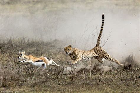 Cheetah brings down gazelle after chase in Tanzania | Daily Mail Online