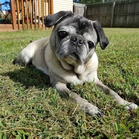 Silver Fawn Pug – A Silver Dog With A Heart Of Gold