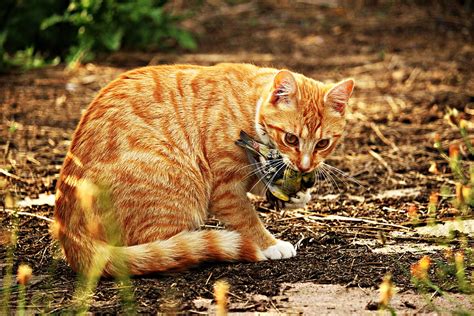 Orange tabby cat eating bird HD wallpaper | Wallpaper Flare