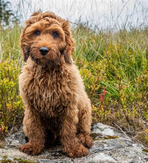 Schnoodle vs Cockapoo - Breed Comparison | MyDogBreeds