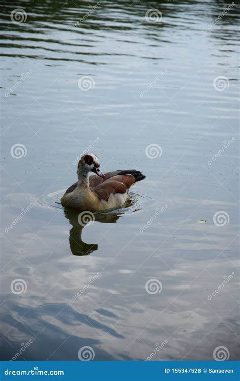 Feeding a Swimming Duck Family on a Pond in Europe Stock Photo - Image ...