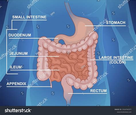 Small Intestine Diagram Labeled