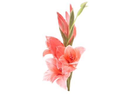 gladiolus png 10 free Cliparts | Download images on Clipground 2023