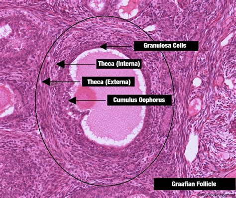 ovary-2-slide-labelled-histology | SchoolWorkHelper