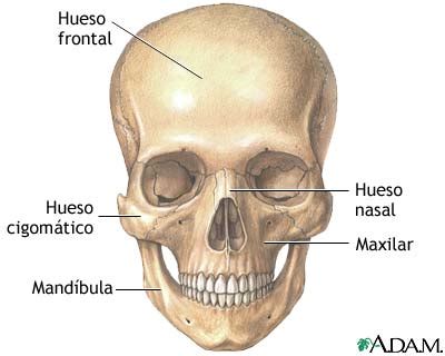 Tiza Pompeya Cantidad Anatomia Del Craneo Para Dibujar Novela De 256256 ...