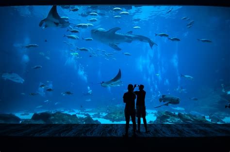 Boston Aquarium Tickets Save Up to 55% Off - Aquarium Picture For Kids