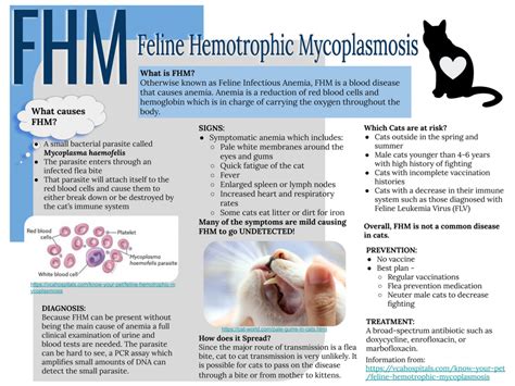 Hemotrophic Mycoplasmosis in Cats — Adopt Meow