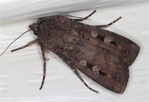 Bogong Moth (Noctuidae moths of Southwest Australia) · BioDiversity4All