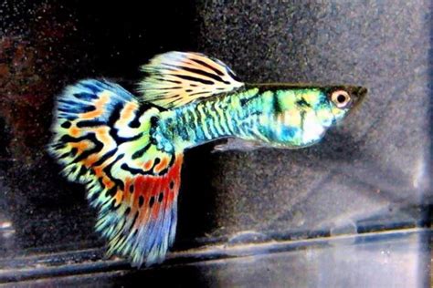 Rainbow Guppy: Complete Guide to Care, Breeding, and Tank Size