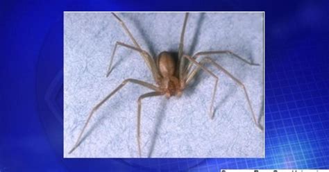 Venomous spiders close Pennsylvania elementary school - CBS News