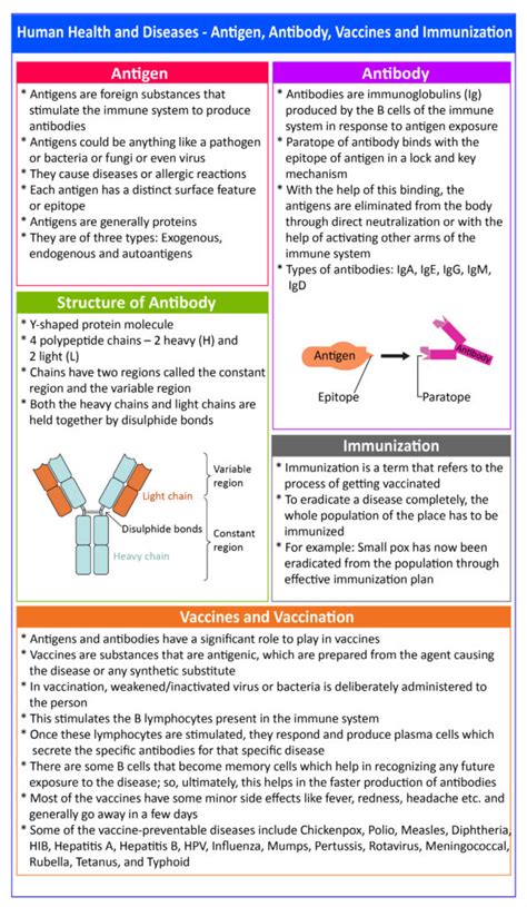 Antibody and Antigen: Definitions, Importance with Questions and Videos