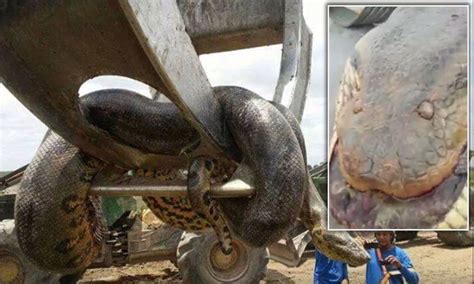 Largest Anaconda Ever Filmed - Anaconda Gallery