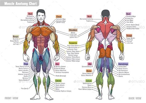 Male Anatomy Diagram Drawing Image Result For Muscle Diagram Of Male ...