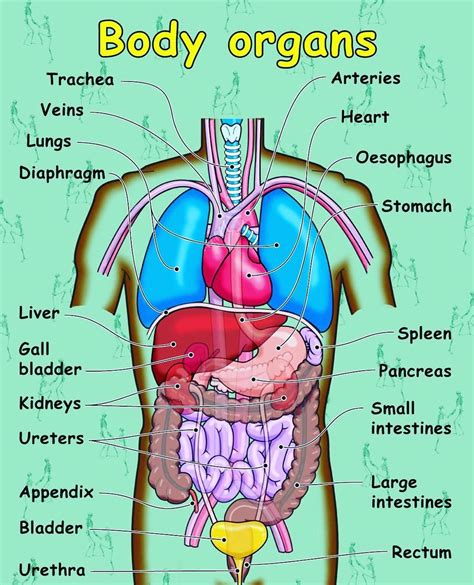 Human Body Organ Chart