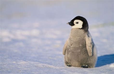 10 Cool Facts About Penguins — City of Albuquerque