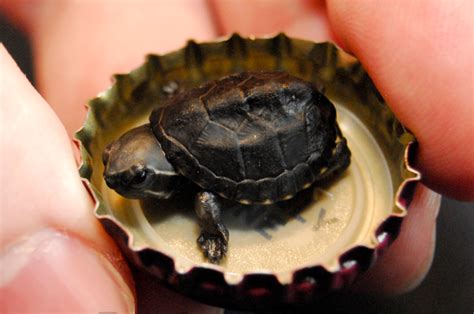 Worlds Smallest Turtle Species