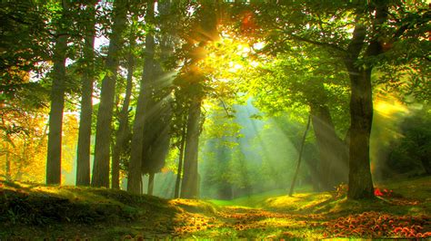 Beautiful Forest Backgrounds