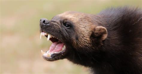 Wolverine Vs Bear: Who Would Win In A Fight? - A-Z Animals