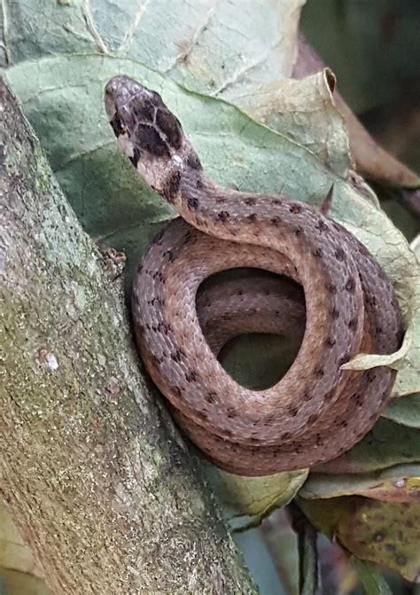 Baby Snake ID.... Central Virginia : r/snakes