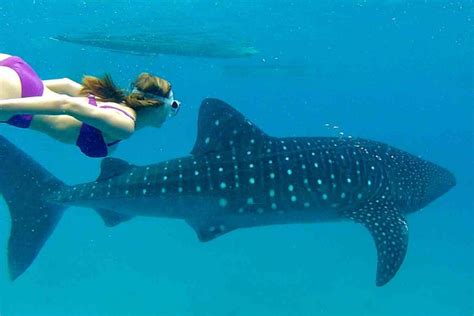 The Three Best Places To See Whale Sharks In The Philippines - Expat.com.ph