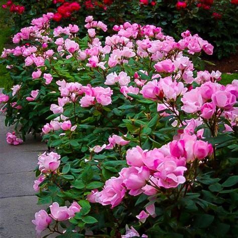 Pink Knockout Rose Bushes For Sale Online | The Tree Center™