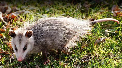 Opossum - definition and meaning with pictures | Picture Dictionary & Books