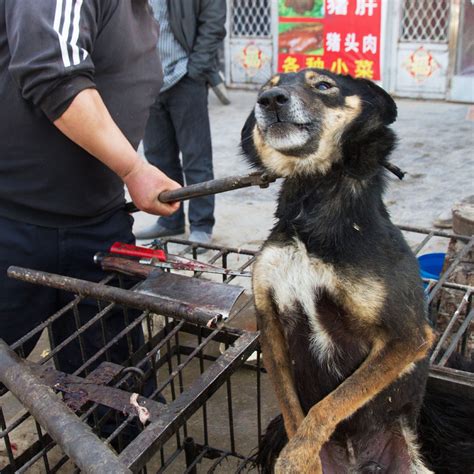 Torna il Festival di Yulin: fermiamo la strage di cani e gatti in Cina