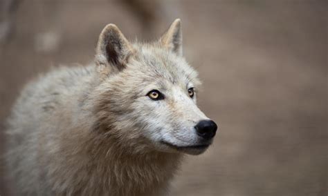 Arctic Wolf | Species | WWF