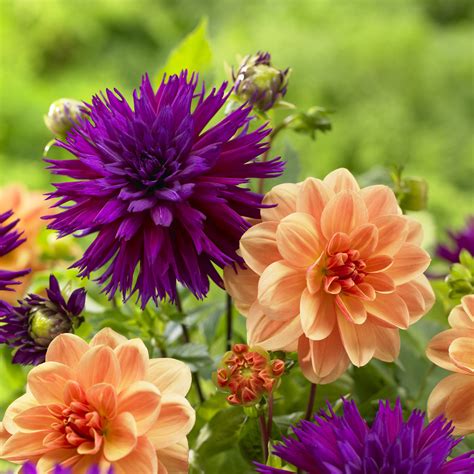 Now is the Time to Choose Trendy Dahlias to Plant This Season Says ...