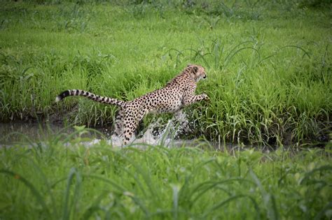 Malawi Wildlife Research | Programmes | The Mighty Roar