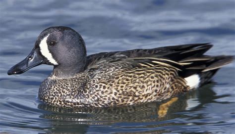 Blue-Winged Teal – Wild Dabbling Duck Breed