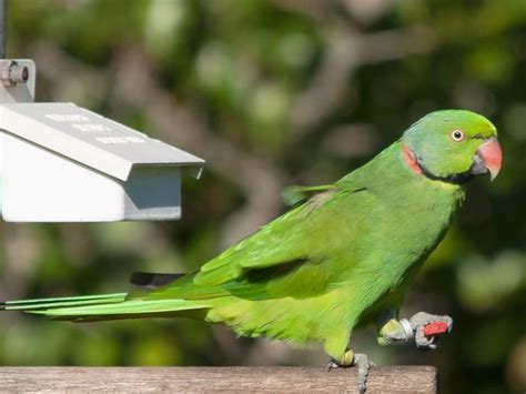 Mauritius Parakeet aka Echo Parrot (Psittacula eques) by Peter_Steward ...