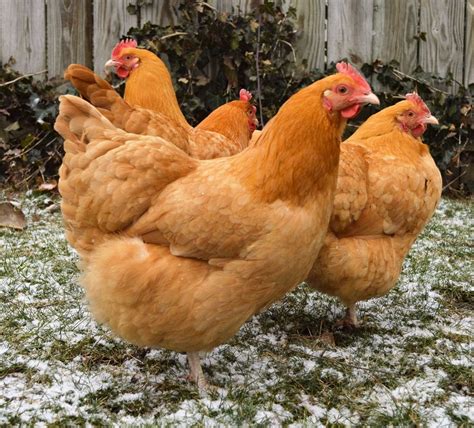 Buff Orpingtons | Buff orpington chickens, Laying chickens breeds ...